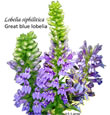 lobelia blue design.jpg